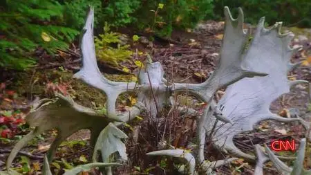 Anthony Bourdain - Parts Unknown: Newfoundland (2018)