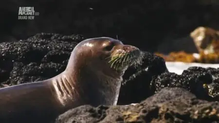 Discovery Channel - Wild Hawaii (2013)