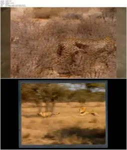 Cat Wars: Lion Vs. Cheetah (2011)