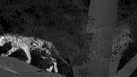 Big Cats S02E04