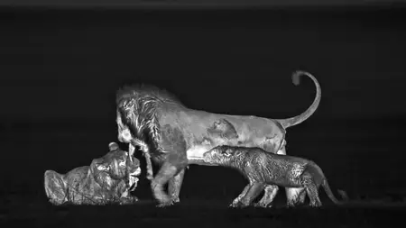 Big Cats S02E04