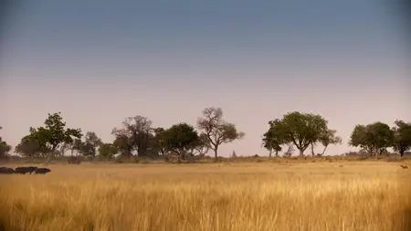 Big Cats S02E04