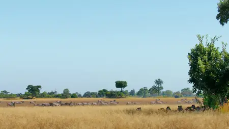 Big Cats S02E04