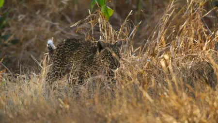 Big Cats S02E04