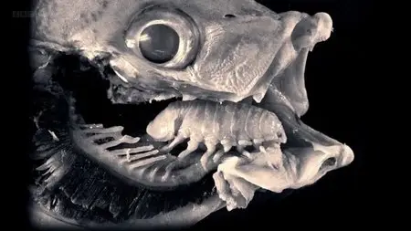 BBC - Infested: Living with Parasites (2014)