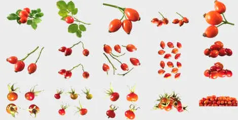 Izosoft Vol.09 - Dog-Rose