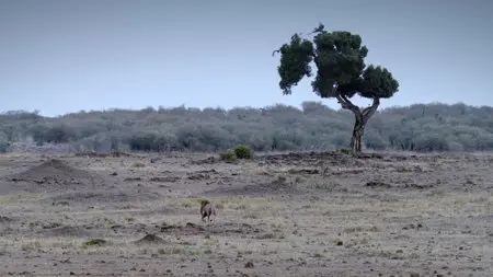 DisneyNature: African Cats (2011)