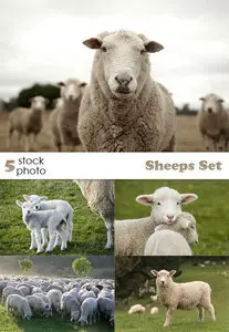 Photos - Sheeps Set