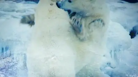 SBS - Wildest Arctic (2013)