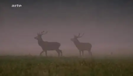 (Arte) La Pologne sauvage (2012)