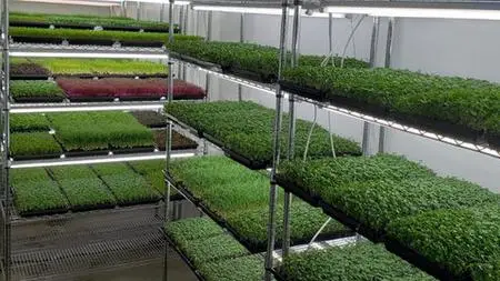 Grow microgreens for your family and business