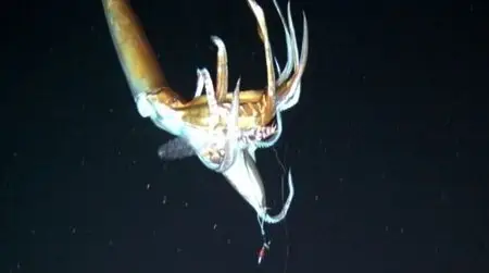 BBC - Giant Squid: Filming the Impossible (2013)