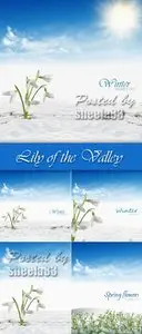 Stock Photo - Lily of the Valley