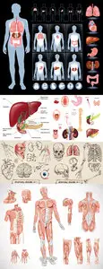 Human Anatomy Vector