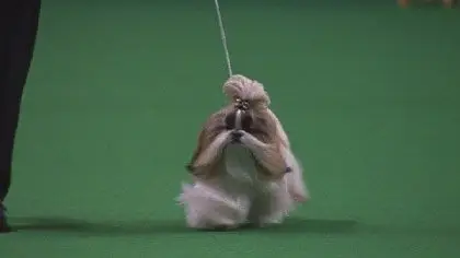 Best in Show (2000)
