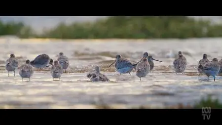 ABC - Flyways: The Story Of Migratory Shorebirds (2023)