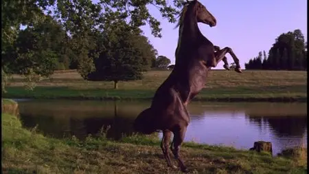 Black Beauty (1994)