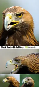 Stock Photo - Bird of prey