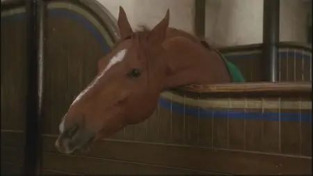 Black Beauty (1994)