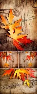 Stock Photo - Autumn Leaves on Wooden Background