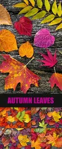 Stock Photo - Autumn Leaves on Wooden Background 4