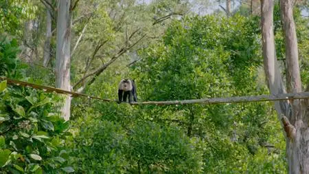 PBS - Nature: Protecting Primates (2020)