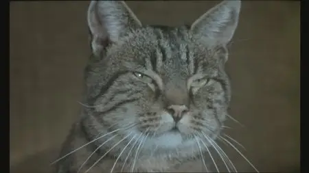 Le Chat (1971)