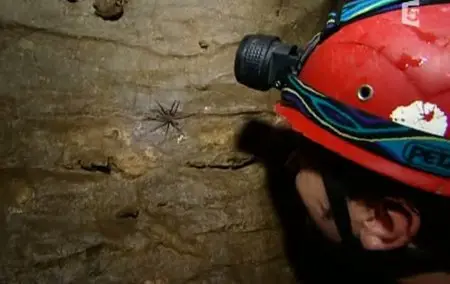 (Fr5) Dans la toile de l'araignée (2011)