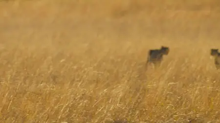 Big Cats S02E01
