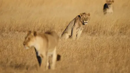 Big Cats S02E01