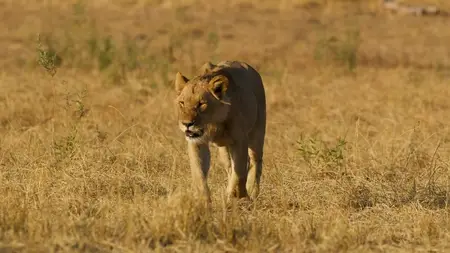 Big Cats S02E01