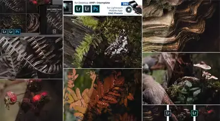 Dark Forest Tales Mobile & Desktop Presets for Lightroom