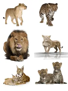 Carnivorous animals, lion, tiger, leopard and lynx