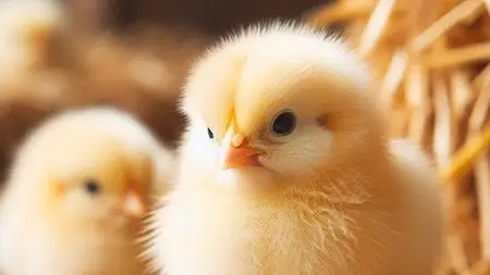 Certificate In Home Poultry Farming