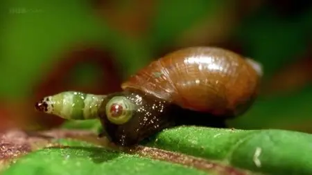 BBC - Infested: Living with Parasites (2014)