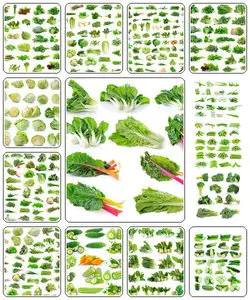 Vegetables Collection Isolated on White Background