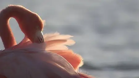 Galápagos (2006)