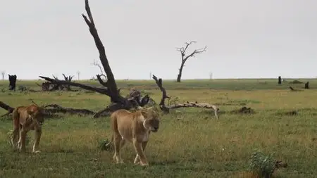 Return of the Giant Killers: Africa's Lion Kings (2015)