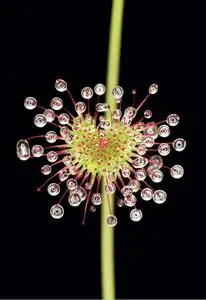 National Geographic - March 2010