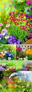 Stock Photo - Garden Flowers 2