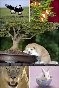 Wallpapers - Animals Planet Pack