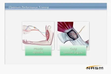 NASM Essentials of Personal Fitness Training