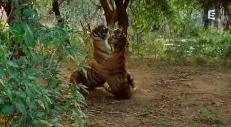 (Fr5) Le royaume de Machli (2013)