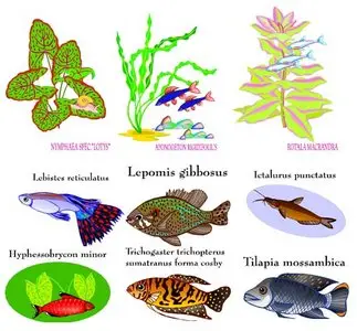 Aquarium