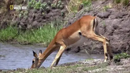 National Geographic - Dark Side of Crocs (2015)