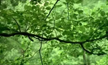 Bertrand Bonello - Le Pornographe (2001)