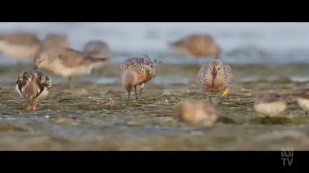 ABC - Flyways: The Story Of Migratory Shorebirds (2023)