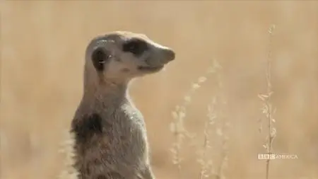 Meerkat Manor: Rise of the Dynasty S01E02