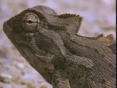 Прирожденные охотники. Диск 1