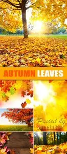 Stock Photo - Autumn Leaves